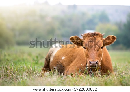 Brown milk cow grazing on green grass at farm grassland. Royalty-Free Stock Photo #1922800832