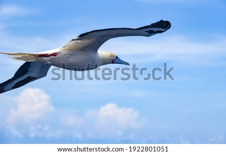 Seabird Masked, Blue-faced Booby (Sula dactylatra) flying over the ocean on blue sky background. Seabird is hunting for flying fish jumping out of the water.