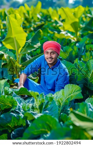 Young indian farmer looks at the farmland, the cauliflower field. The concept of growing cereals, vegetables.