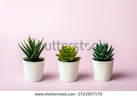 Three mini succulents in pot on pink background Royalty-Free Stock Photo #1922807570