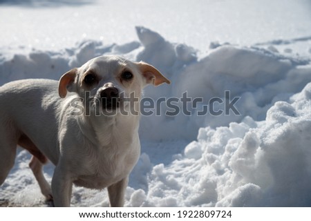 little white dog runs through the snow