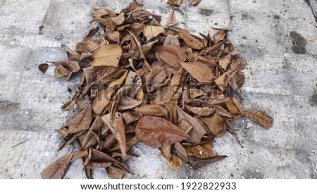 litter of dry brown leaves in the yard