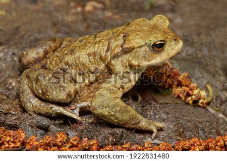 Common European toad frog on the ground