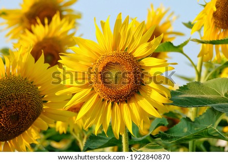 sunflowers in the garden, flowers image Royalty-Free Stock Photo #1922840870