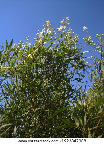 FLOWERING CREEPER COVERING THE TOP OF A BUSH IN SOUTH AFRICAN LANDSCAPE                               