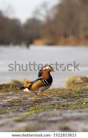 Portrait of mandarin duck male (Aix galericulata) standing on the edge of riverbank on the Swedish West Coast. Blurred background.