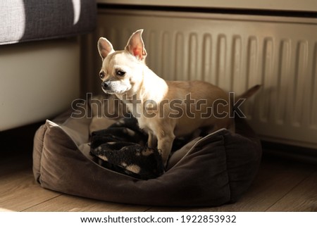 Closeup portrait of small funny beige mini chihuahua dog, puppy. . High quality photo