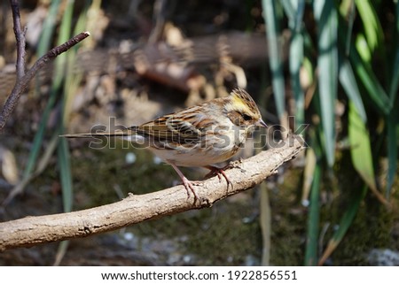 The pretty yellow-throated bunting lives in the mountains and lives in groups during the migration period.