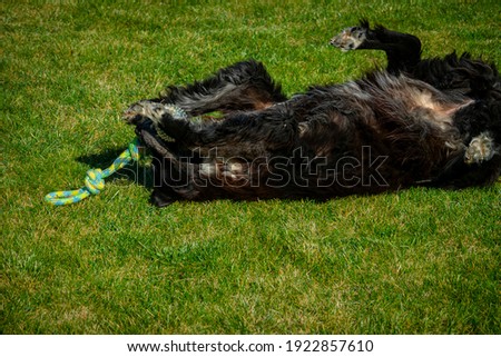 Playing dog on summer day