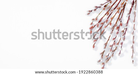 Spring flower composition. Willow twigs on white background. Flat lay, top view, copy space