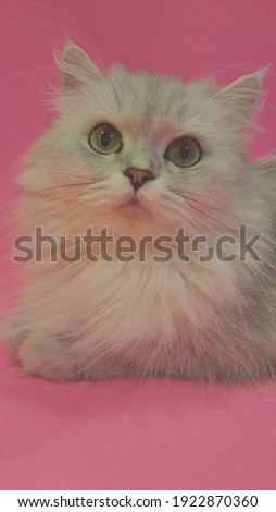 Blurred and faded watermark background depicting white cat.
