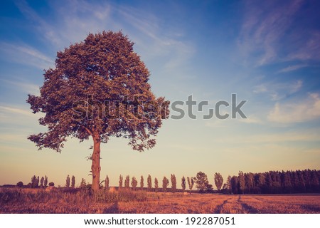 vintage photo of tree at sunset