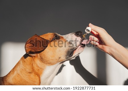 Dog taking essential oil from dropper. Nutritional supplements, calming products, cbd or thd oils for pets Royalty-Free Stock Photo #1922877731