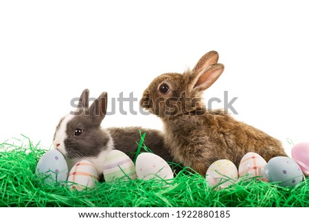 2 Bunny with easter eggs in easter nest on isolated background with easter eggs.