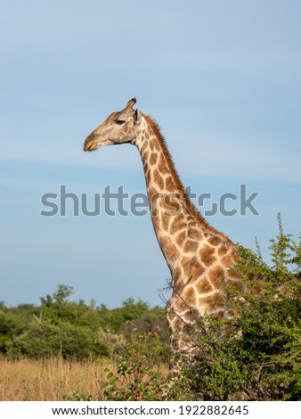 Giraffe walking into the open