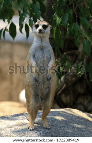 Close up Curious Meerkat in the yard