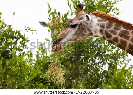 a Giraffe feeding on a bush