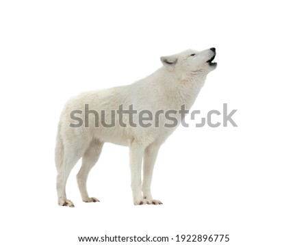 howling white arctic wolf in winter isolated on white background