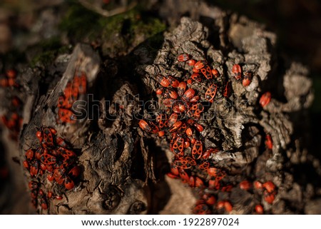 Firebug or fire bug - red bug with black dots on wood background. Red beetles or firebugs closeup. Group autumn fire red bugs. Firebug (Pyrrhocoris apterus
