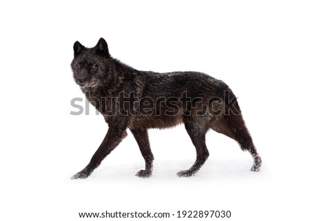 walking canadian wolf during snowfall in winter on white background
