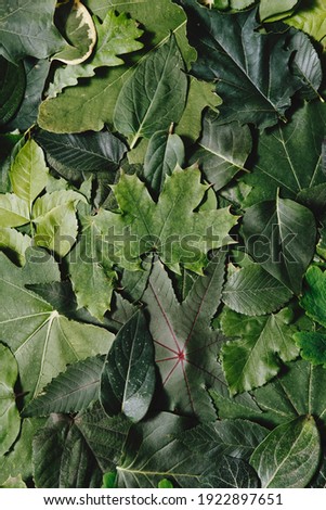 Pile of different green leafs. 
Group of different green leaves background with copy space. Spring or summer season, top view, flat lay