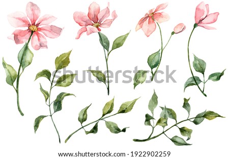 Set with realistic detailed soft flowers. Hand painted watercolor pink flowers with green stems isolated on white background.