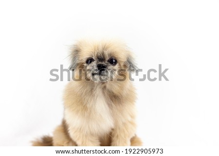 Crossbreed cute frown dog. Unhappy and angry face. Adorable family member. Mood and relationship of pet concept. Isolated on white background. Portrait picture.Specific focus.