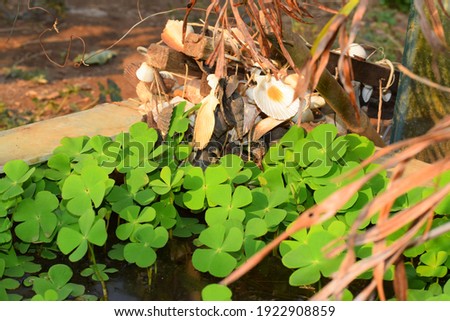 Green leaves of water fern  on surface