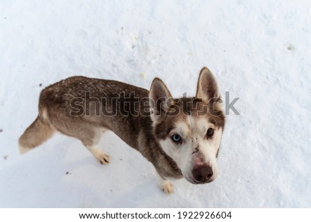 Portrait of dog breed siberian husky with different colors eyes looking straight to the camera.