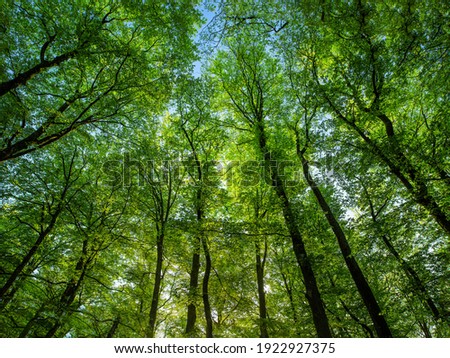 The spring green beech forest seen from below. Royalty-Free Stock Photo #1922927375
