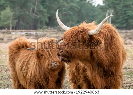 Beautiful Highland Cow cattle with calf (Bos taurus taurus) grazing in field. Deelerwoud in the Netherlands. Scottish highlanders in a natural  landscape. A long haired type of domesticated cattle. Royalty-Free Stock Photo #1922940863