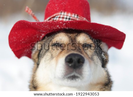 adorable dog wearing a red Paddington's hat in a snowy forest