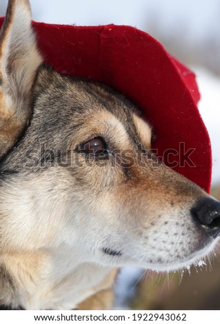 adorable dog wearing a red Paddington's hat in a snowy forest