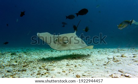 The stingray  is patrolling its hunting territory. Graceful swimming of a stingray. Diving with stingrays.