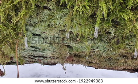 Dense and lush forest moss growing on a tree. Frozen icicles, winter scenery