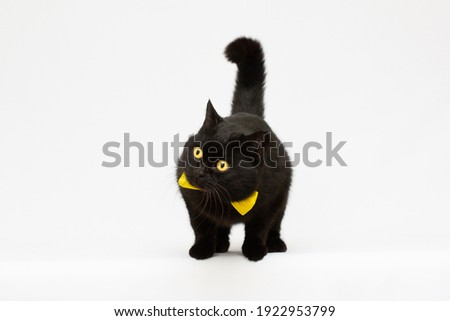 Beautiful black cat with yellow bow looking for something poses on a white background
