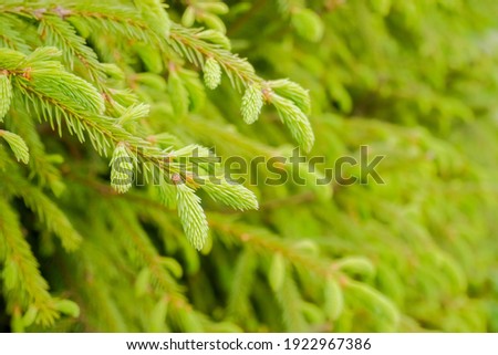 Detail of fir tree branch in forest.Young green shoots of spruce in the spring. Spruce branches as a green background. Young growing fir tree branches. nature background