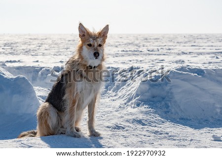 Funny dog on a background of snow 