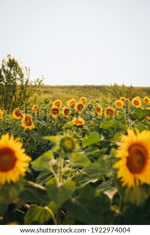 Field of sunflowers outdoor background