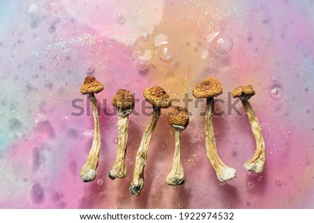 Psilocybin mushrooms on pink bright colorful background. Psychedelic magic mushrooms Golden Teacher. Cosmic consciousness. Microdosing concept. Royalty-Free Stock Photo #1922974532