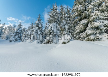 Fir forest in the snowy mountain in winters. France, Vosges
