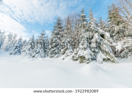 Fir forest in the snowy mountain in winters. France, Vosges