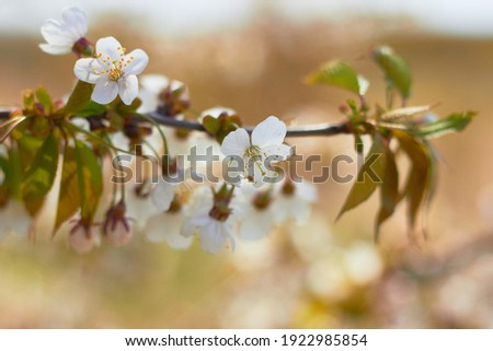 Spring white flowers. Cherry blossoms on a sunny day. Beauty of nature. Spring, youth, growth concept.