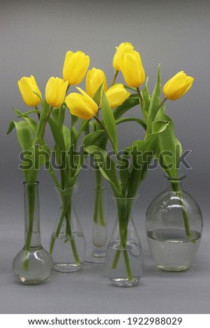 group of glass vases each with  illuminating yellow tulips on the ultimate gray background. modern floral arrangement