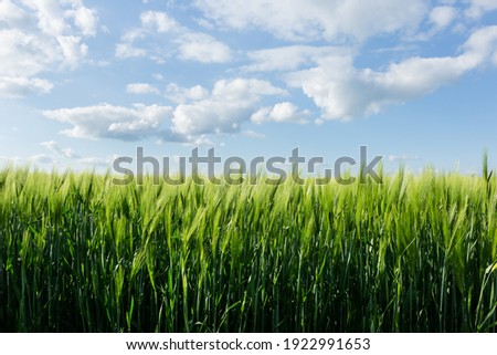 Wheat ears with beautiful sky spring background Royalty-Free Stock Photo #1922991653