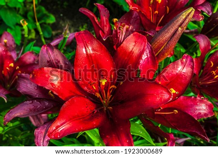 Mother's Day, Women's Day, Valentine's Day or Birthday. Beautiful lily. Lily at the cottage in the garden.Close-up. Natural background.
