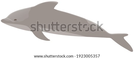Dolphin with smooth skin without scales. Marine mammal living in water flat vector illustration. Animal or fish with folded fins and tail. Wildlife representative isolated on white background