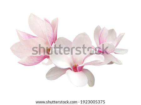 magnolia flower spring isolate white