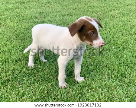 An adorable puppy sitting in a green meadow