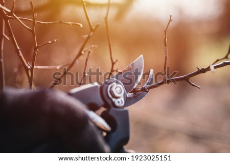 Garden work of spring. Farmer hand prunes and cuts branches of a tree in the garden with pruning shears or secateurs in spring. Man pruning tree with clippers. Spring cut tree close up. Royalty-Free Stock Photo #1923025151
